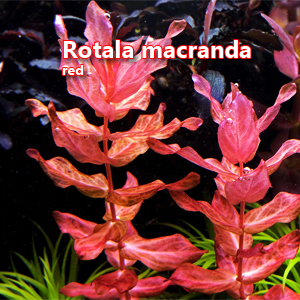 Rotala macranda red